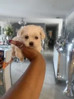 Penny, a female Maltese for sale in Orlando, FL – 1 of 2