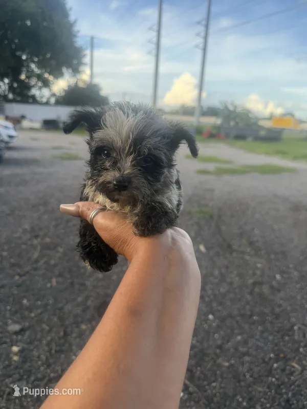 Dolly – Aussiedoodle puppy for sale in Orlando, FL
