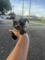 Dolly, a female Aussiedoodle for sale in Orlando, FL – 1 of 1