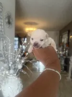 Stew - Apple head, a male Chihuahua for sale in Orlando, FL – 2 of 3