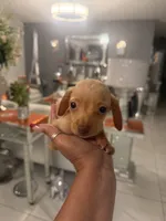Benji, a male Miniature Dachshund for sale in Orlando, FL – 2 of 3