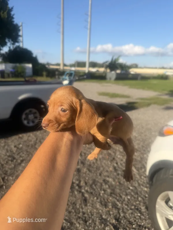 Banjo – Miniature Dachshund puppy for sale in Orlando, FL