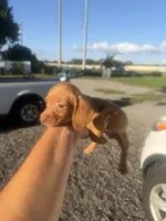 Banjo, a male Miniature Dachshund for sale in Orlando, FL – 1 of 3