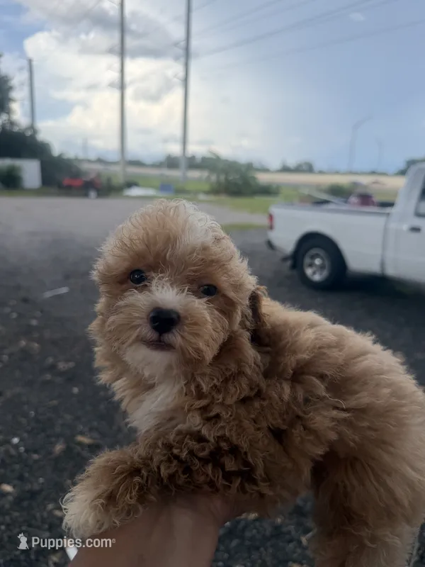 Tina – Poodle - Toy  puppy for sale in Orlando, FL