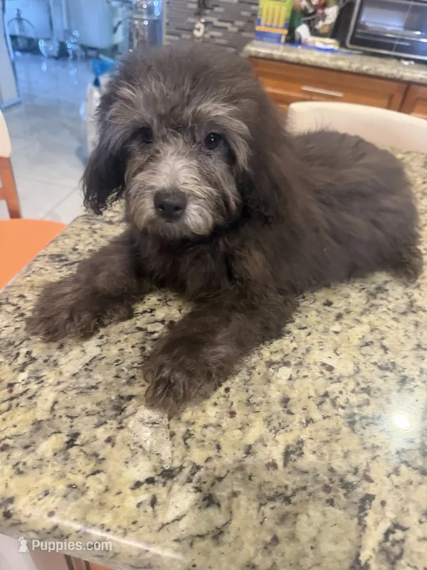 Duke – Poodle - Toy  puppy for sale in Orlando, FL