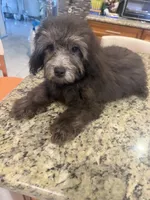 Duke, a male Poodle - Toy  for sale in Orlando, FL – 1 of 3
