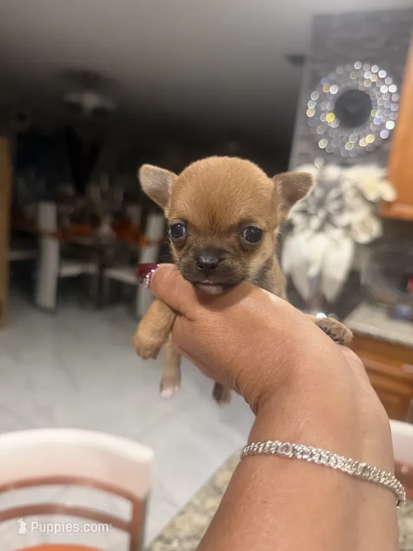 Lexie - AppleHead  – Chihuahua puppy for sale in Orlando, FL