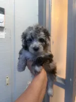 Star, a female Poodle - Toy  for sale in Orlando, FL – 2 of 3