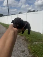 Oliver, a male Poodle - Toy  for sale in Orlando, FL – 3 of 3