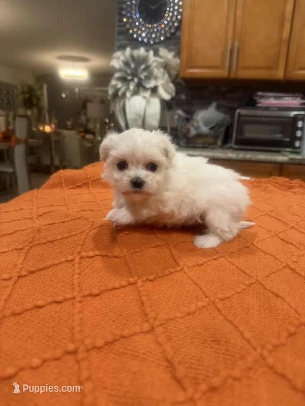 Lily – Maltese puppy for sale in Orlando, FL