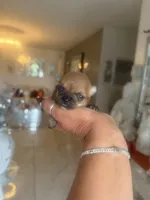 Rose - Apple head, a female Chihuahua for sale in Orlando, FL – 2 of 3