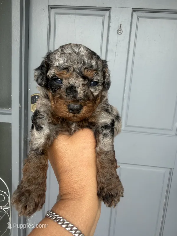 Stella - Toy Goldendoodle  – Goldendoodle puppy for sale in Orlando, FL