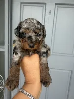 Stella - Toy Goldendoodle , a female Goldendoodle for sale in Orlando, FL – 1 of 1