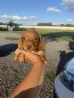 Freya, a female Miniature Dachshund for sale in Orlando, FL – 3 of 3
