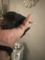 Toy poodle males litter, a male Poodle - Toy  for sale in Orlando, FL – 3 of 6