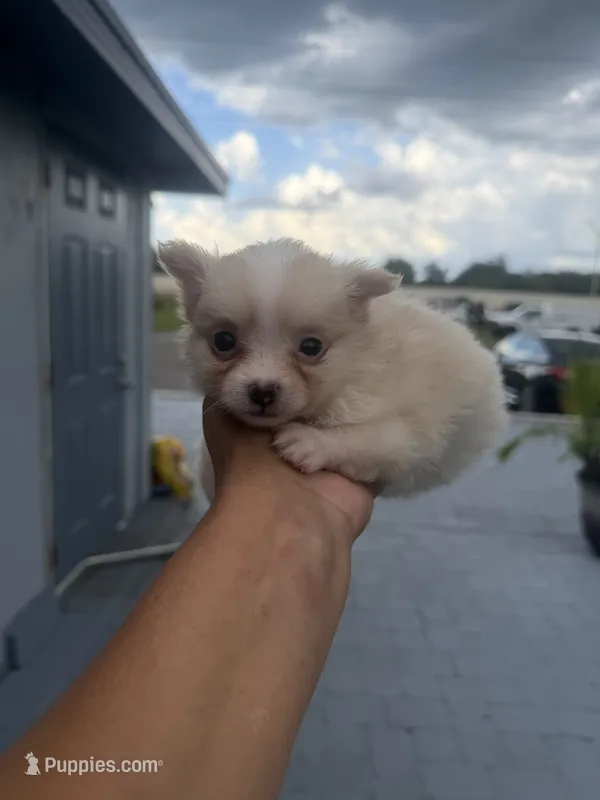 Sonny  – Pomeranian puppy for sale in Orlando, FL