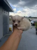 Sonny , a male Pomeranian for sale in Orlando, FL – 1 of 4