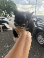 Junior, a male Pomeranian for sale in Orlando, FL – 3 of 3