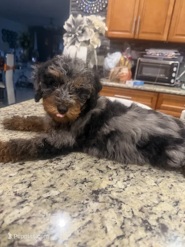 Stella - Toy Goldendoodle  – Goldendoodle puppy for sale in Orlando, FL