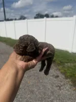 Otis, a male Poodle - Toy  for sale in Orlando, FL – 2 of 3
