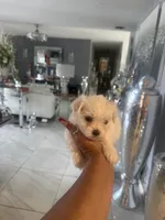 Finn, a male Maltese for sale in Orlando, FL – 2 of 3