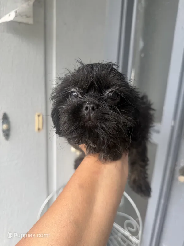 Pearl - Imperial  – Shih Tzu puppy for sale in Orlando, FL