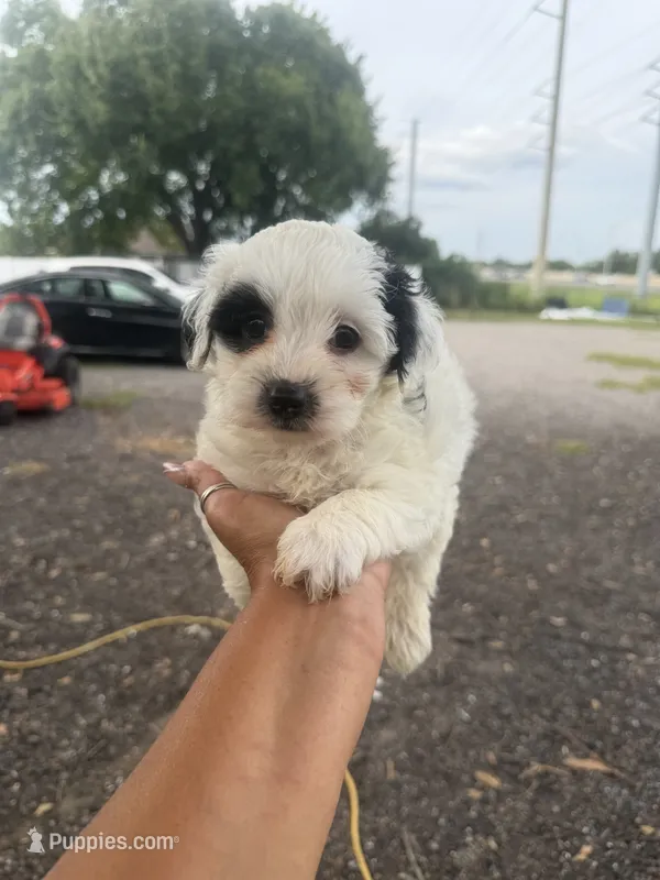 Mimi – Yorkipoo puppy for sale in Orlando, FL