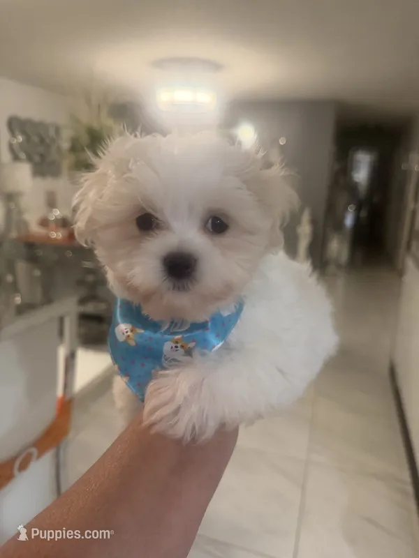 Charlie  – Maltese puppy for sale in Orlando, FL