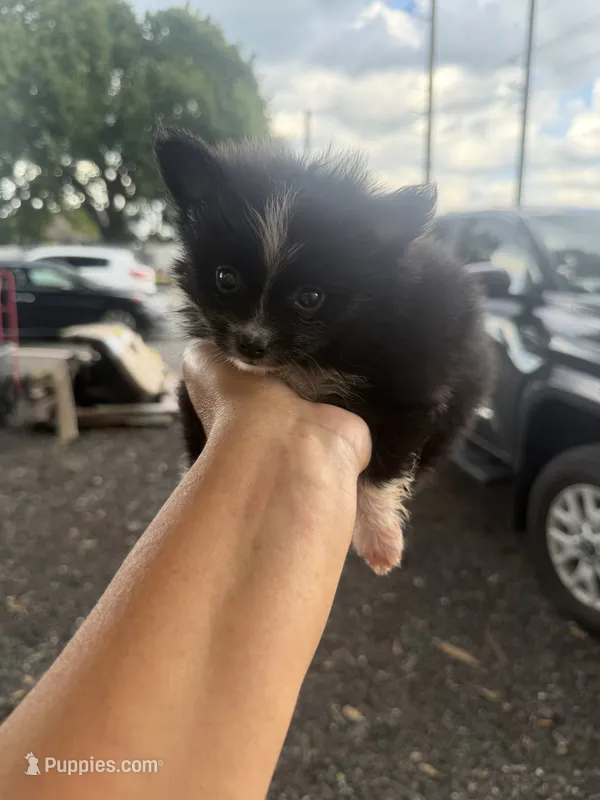 Junior – Pomeranian puppy for sale in Orlando, FL