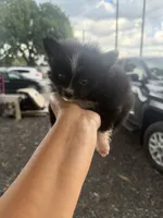 Junior, a male Pomeranian for sale in Orlando, FL – 1 of 3