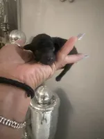Toy poodle males litter, a male Poodle - Toy  for sale in Orlando, FL – 5 of 6