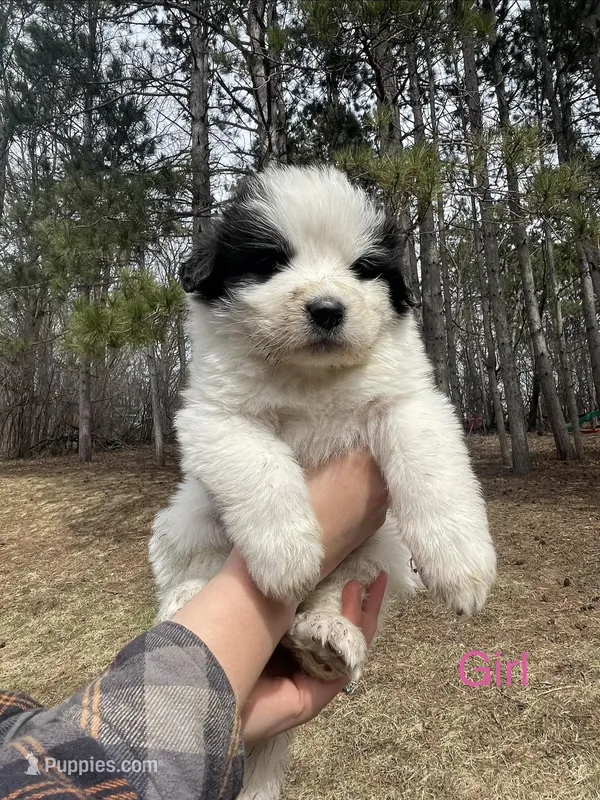Unnamed  – Great Pyrenees puppy for sale in Inver Grove Heights, MN