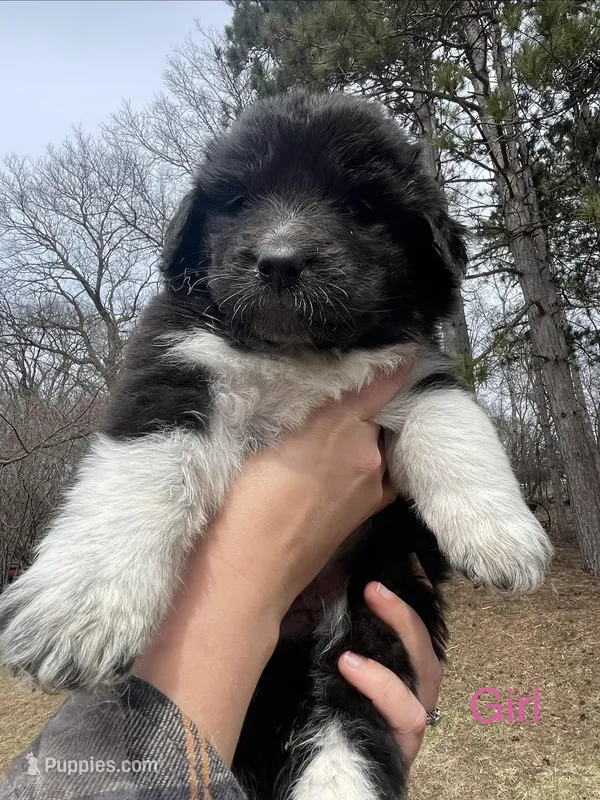 Unnamed  – Anatolian Shepherd Dog, Great Pyrenees puppy for sale in Inver Grove Heights, MN