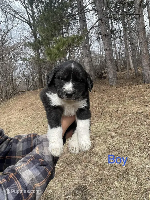Unnamed – Great Pyrenees puppy for sale in Inver Grove Heights, MN