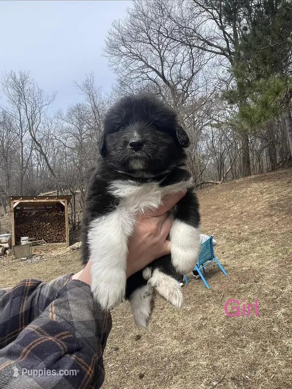 Unnamed – Great Pyrenees puppy for sale in Inver Grove Heights, MN