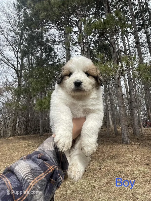 Unnamed  – Great Pyrenees puppy for sale in Inver Grove Heights, MN