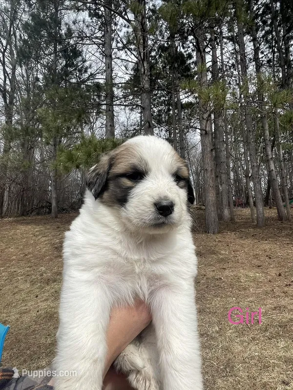 Unnamed  – Great Pyrenees puppy for sale in Inver Grove Heights, MN