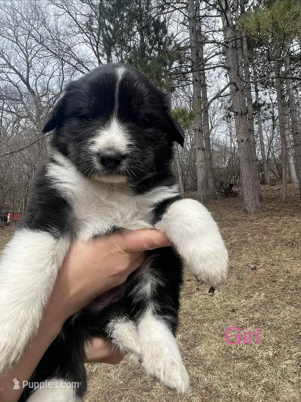 Unnamed – Anatolian Shepherd Dog, Great Pyrenees puppy for sale in Inver Grove Heights, MN
