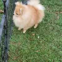AKC, a male Pomeranian for sale in Cedar Bluff, AL – 2 of 3
