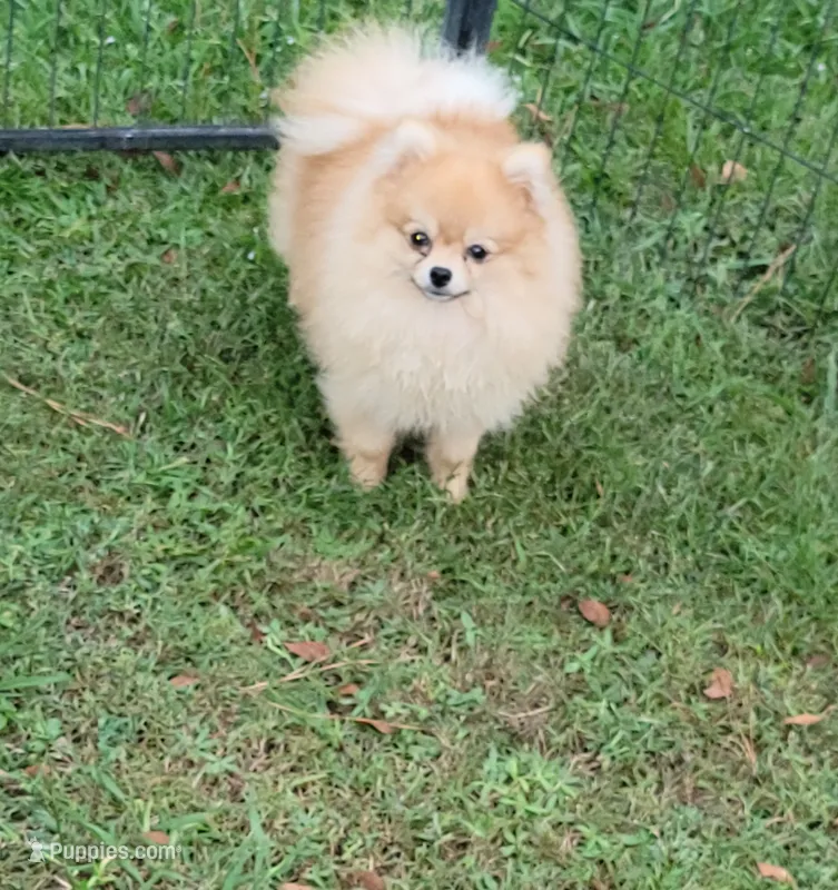 AKC – Pomeranian puppy for sale in Cedar Bluff, AL
