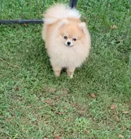 AKC, a male Pomeranian for sale in Cedar Bluff, AL – 1 of 3
