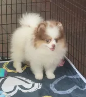 Akc, a male Pomeranian for sale in Cedar Bluff, AL – 2 of 2