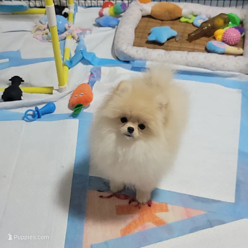 AKC MARCY – Pomeranian puppy for sale in Cedar Bluff, AL
