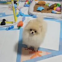 AKC MARCY, a female Pomeranian for sale in Cedar Bluff, AL – 1 of 3