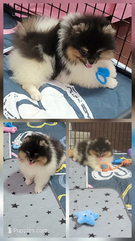 AKC SQUIRT – Pomeranian puppy for sale in Cedar Bluff, AL
