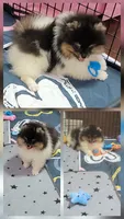 AKC SQUIRT, a male Pomeranian for sale in Cedar Bluff, AL – 1 of 1