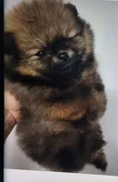 Buttons, a female Pomeranian for sale in Cedar Bluff, AL – Photo 1 of 2