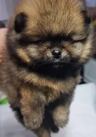 Buttons, a female Pomeranian for sale in Cedar Bluff, AL – Photo 2 of 2