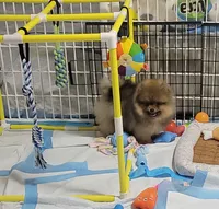 BEAR, a male Pomeranian for sale in Cedar Bluff, AL – 3 of 3