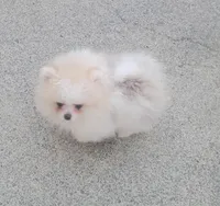 AKC ARMANI, a male Pomeranian for sale in Cedar Bluff, AL – Photo 2 of 3